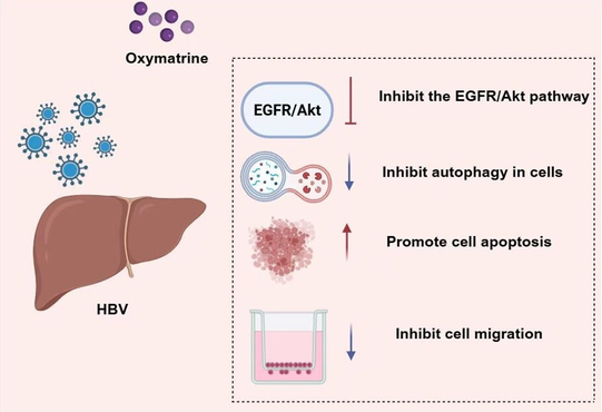 Oxymatrine Antiviral Oxymatrine Antiviral