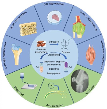 The Applications of Genipin The Applications of Genipin