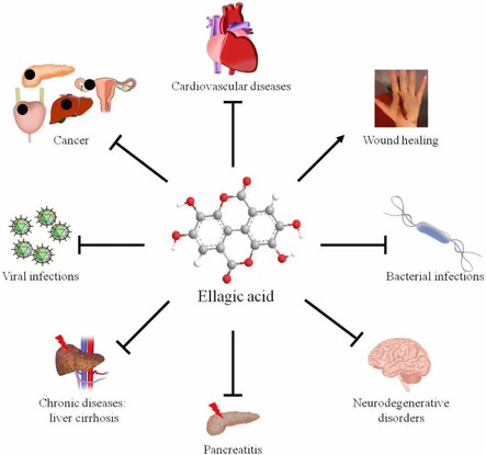 Ellagic Acid Health Benefits Ellagic Acid Health Benefits