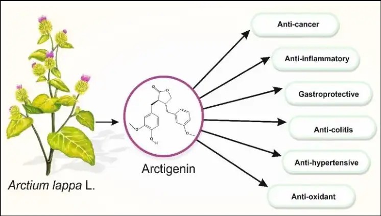Arctigenin Powder Arctigenin Powder