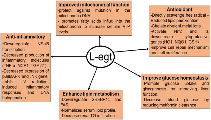 L-Ergothioneine For Fertility L-Ergothioneine For Fertility