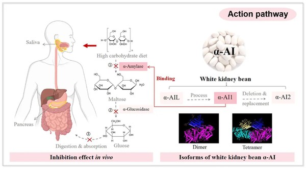 White Kidney Bean Extract Lower Blood Sugar White Kidney Bean Extract Lower Blood Sugar